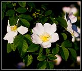 White-Roses.jpg image by Steeltowndubber
