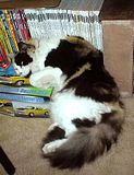 boxkitty2.jpg image by bsoder